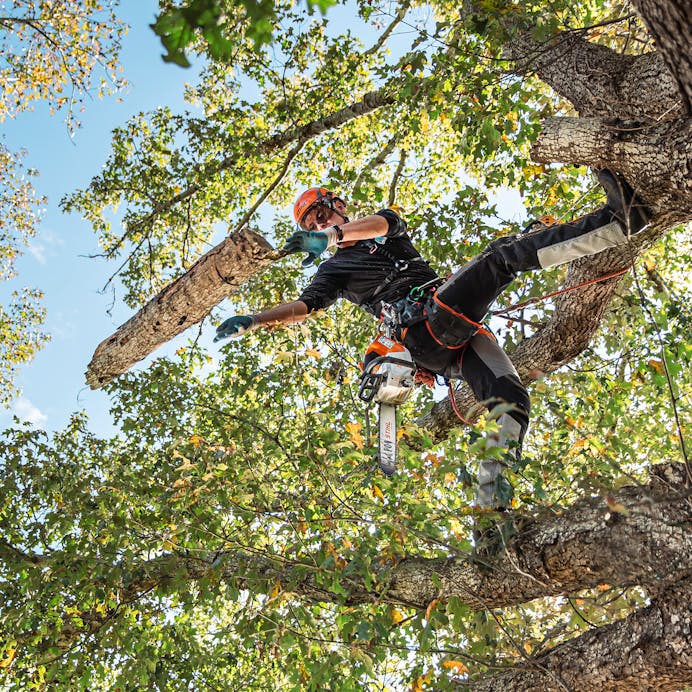 STIHL® MSA 220 TC-O Top Handle Chainsaw